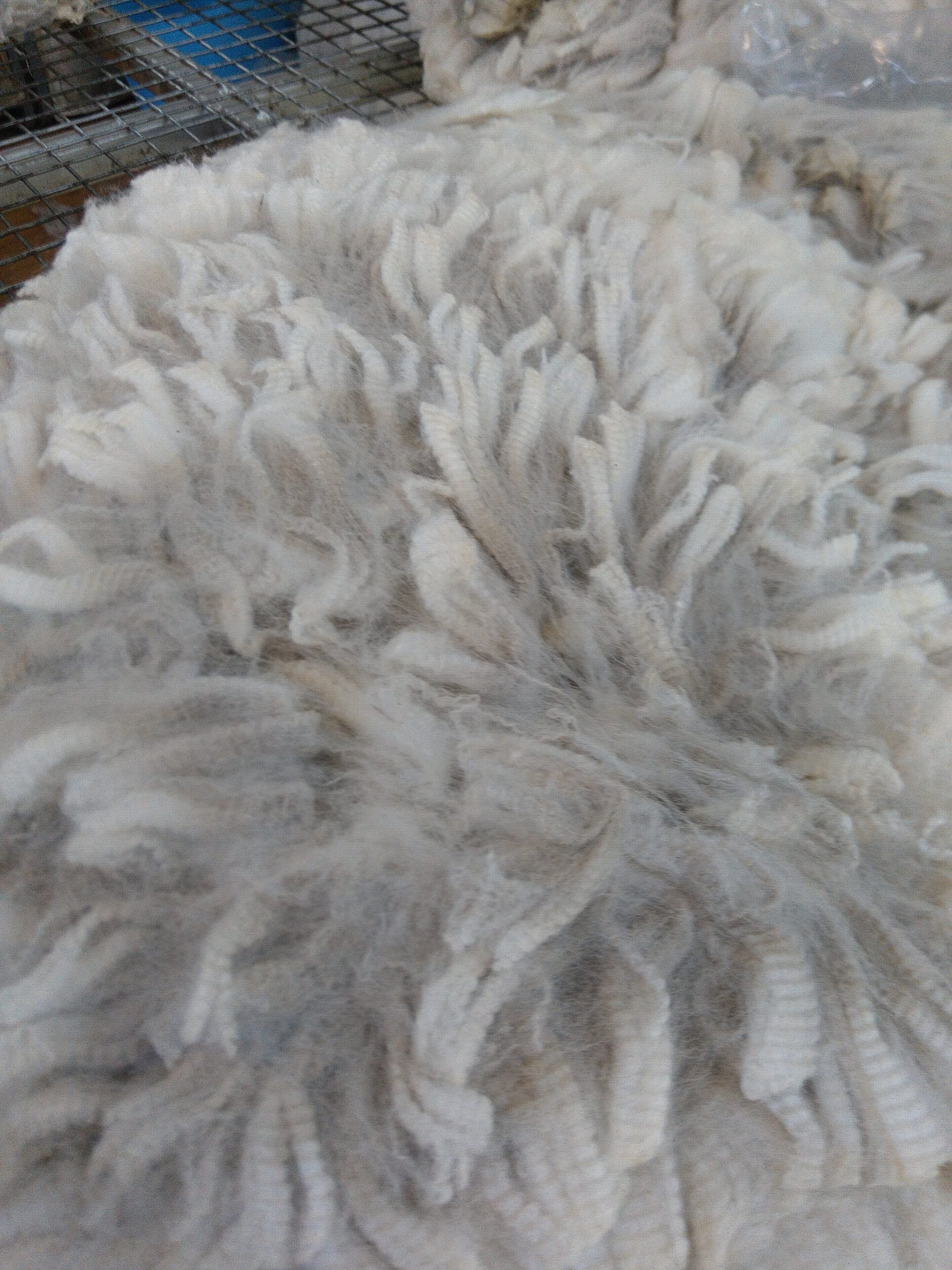 White Huacaya Alpaca Fleece 80mm – 130mm   helping grow  a sustainable Australain alpaca industry